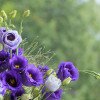 FRUMUSEȚEA VERII Cele mai apreciate 5 plante decorative pentru grădină