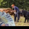GRIJILE FERMIERILOR Fermierii crescători de animale reclamă pierderi consistente în urma modificării schemelor de plată la păşuni