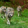PAGUBELE FĂCUTE DE LUPI În UE sunt 19.000 de lupi care atentează uneori la animalele din ferme și păduri