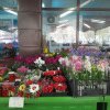 PIAȚĂ JUDEȚ Ofertă bogată de flori la ghiveci, preţuri accesibile, dar sunt puţini cumpărătorii