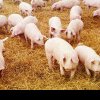 PREȚUL ALIMENTELOR Prețul porcului de casă este mai ridicat în comparație cu cel al porcului crescut în fermele comerciale