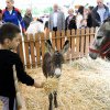 REGISTRUL AGRICOL În orașul Satu Mare sunt 48 de cai, 57 de măgari, 708 vaci, 2.638 de oi, 173 de capre și 2.440 de porci