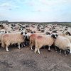 SPRIJIN ZOOTEHNIC Fermierii au solicitat modificarea condițiilor de eligibilitate în cazul sprijinului cuplat zootehnic la ovine
