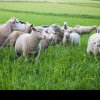 SUBVENTIE APIA Ministerul Agriculturii a stabilit efectivele minime de oi şi capre