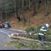 TRAGEDIE PE DRUM Copac căzut peste mașina cu 5 copii între Bistrița și Vatra Dornei