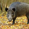 Peste 180 de mistreți din pădurile buzoiene, infectați cu pestă porcină