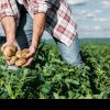 Se depun cereri pentru subvenţii la culturile de cartof