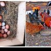 Cât au ajuns la Cluj ouăle de casă! ”Scumpe, găină se creste cel mai ușor…” - FOTO