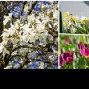 Narcisele și lalelele au înflorit la Grădina Botanică din Cluj-Napoca! Vizitatorii pot să admire și magnoliile superbe - FOTO