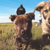 Peste 300 de câini așteaptă să fie adoptați în Cluj-Napoca. Cum puteți să adoptați un cățel