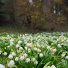 Primăvara a venit la grădina botanică din Cluj-Napoca! Vizitatorii pot să admire un câmp plin cu ghiocei - FOTO
