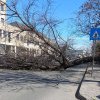 Un copac prăbușit blochează circulația pe strada Vadu Bistriței din Bacău