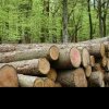 Raport Greenpeace. Legături între IKEA și distrugerea pădurilor din România