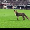 O vulpe a intrat pe stadionul din Giuleşti, după meciul Rapid-CFR Cluj. Imaginile au devenit virale