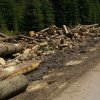 Greenpeace a numit un vinovat pentru distrugerea pădurilor din România