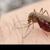 Țânțarii amenință să îmbolnăvească jumătate din populația lumii
