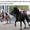 (VIDEO) Incident grav cu cai din cavaleria regală
