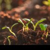 Fertilizarea solului: Sfaturi practice pentru o recoltă bogată