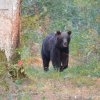 ALERTĂ: Urșii din pădurile Vasluiului au început să facă pui! Ursoaicele dau târcoale gospodăriilor!