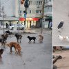 Câinii maidanezi “mușcă” din bugetul municipiului Bârlad. Curtea de Conturi: cheltuielile s-au dublat!