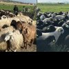 Crescătorii de oi din Iași vând masiv, în țările arabe: Anul trecut au plecat la export aproape 30.000 de capete