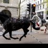 Imagini virale cu doi cai de cavalerie galopând fără control în Londra. Pentru prinderea lor a intervenit armata. Patru oameni răniți