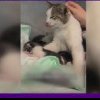 Povestea pisicuței din Iași care a mers singură la veterinar să nască