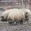 Sprijin financiar pentru fermierii care cresc porci Bazna și Mangalița: câte 2.000 lei/scroafă/an