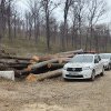UPATE! Incident șocant la Poiana Căprioarei: un bărbat a murit după ce un copac a căzut peste el