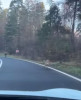Imagini înspăimântătoare! Un LUP alergând pe urmele unui biciclist, pe drumul spre Poiana Brașov: „Aveţi grijă că vine!”- VIDEO
