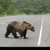 O femeie de 72 de ani, atacată de urs în zona barajului Vidraru! Greşeala fatală comisă de turistă