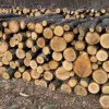 Pericol pentru pădurile patriei: confiscarea camioanelor, scoasă din Codul Silvic! Cum explică autorităţile