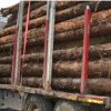 Amendă de 1.500 de lei pentru un surplus de lemn transportat în valoare de 369 de lei