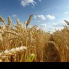Analiză XTB: Prețul grâului trece printr-un carusel neobișnuit. Care sunt estimările pentru această vară?