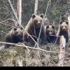O ursoaică și-a scos la plimbare cei trei pui într-o pădure din Broșteni (foto)