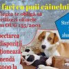 Primăria Câmpulung Moldovenesc în parteneriat cu Asociația Nas Rece- Inimă Caldă au reluat campania de sterilizare gratuită a câinilor cu stăpân