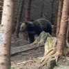 Urs imens surprins plimbându-se agale într-o pădure din Broșteni (foto)