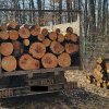 Polițiștii bihoreni au confiscat valoric peste 100 mc de lemn tăiat ilegal