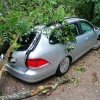 Autoturisme, avariate de copacii doborâți de vânt