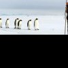 Oamenii de știință încearcă să afle ce a provocat moartea a mii de pinguini