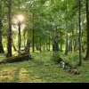 Pădurea Făget, premiul I la New European Bauhaus 2024