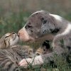 Un cuplu francez care avea 160 de pisici și câini a primit interdicția de a ține animale de companie