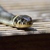 Un șarpe de doi metri a fost găsit într-o stație de pompare a apei din Mehedinți