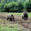 Doi urși au ajuns în câteva localități din Harghita
