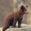 Jandarmeria e pe urmele unui pui de urs văzut pe raza pădurii de la Ciolpani