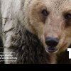 ATENȚIE! Urs semnalat în zona Platoului Cornești din Târgu Mureș