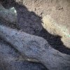 Descoperire arheologică inedită – primul tezaur eneolitic din judeţ a fost identificat la Sânişor