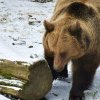 Pagube tot mai mari și dese cauzate de urși în județul Mureș