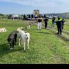 Percheziții în Mureș într-un caz de organizare de lupte între câini