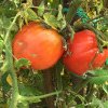 Programul „Tomata”, aflat la al șaptelea an, acordă 1500 de euro pe hectar